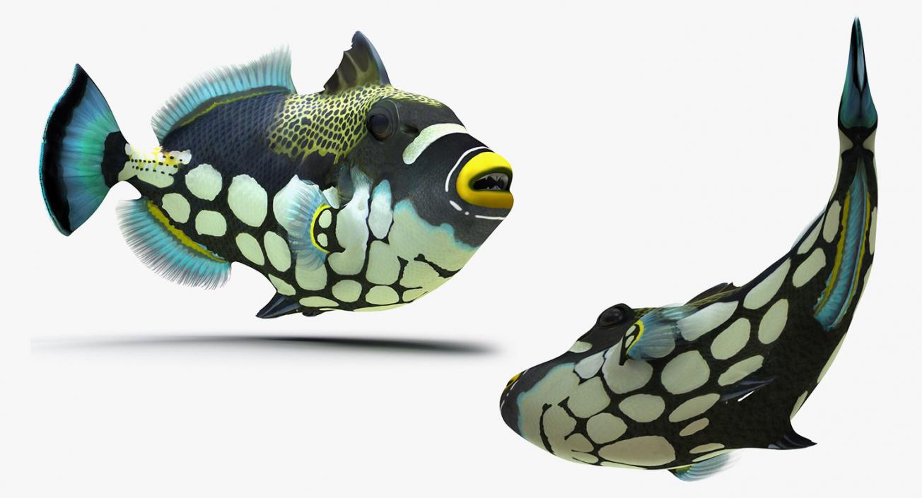 Fishes 3D Models Collection 4 3D model