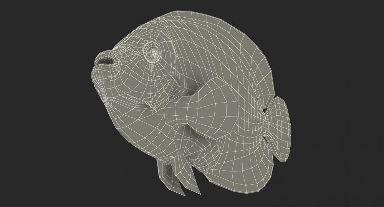 Fishes 3D Models Collection 4 3D model