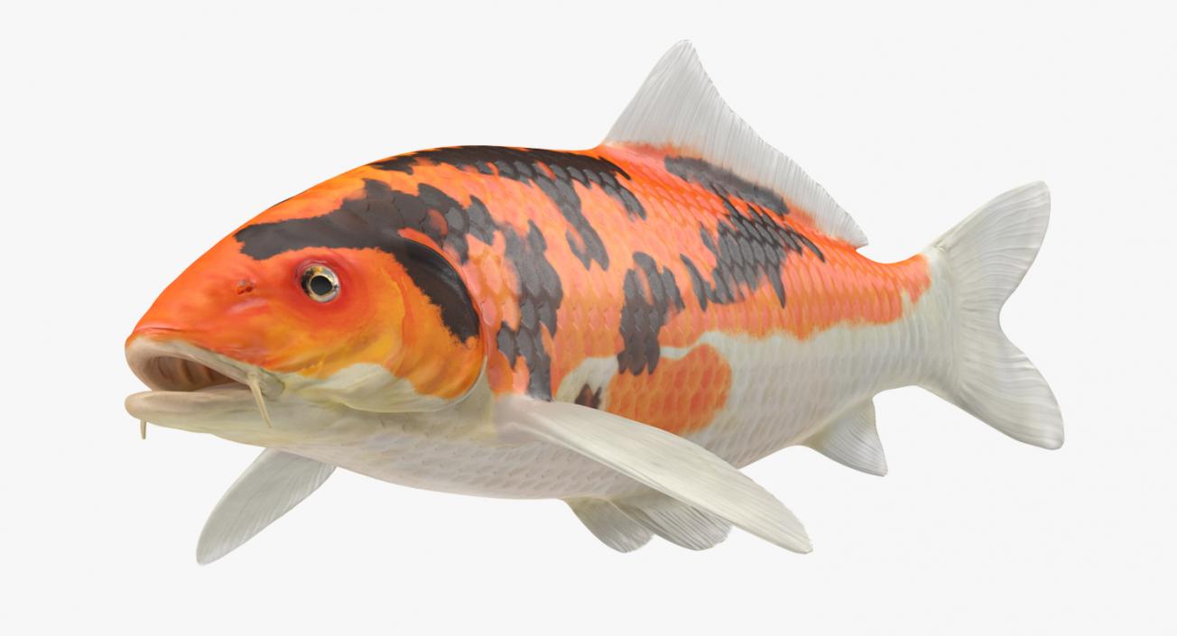 Fishes 3D Models Collection 4 3D model