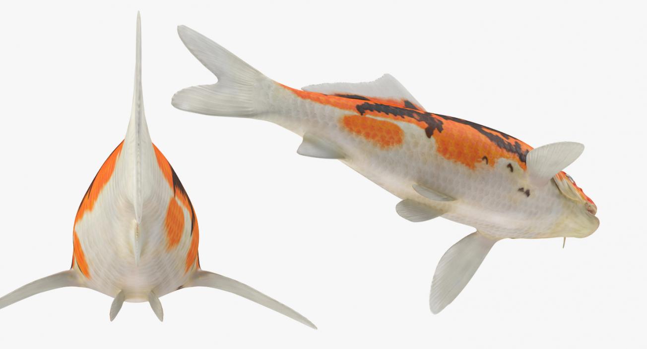 Fishes 3D Models Collection 4 3D model