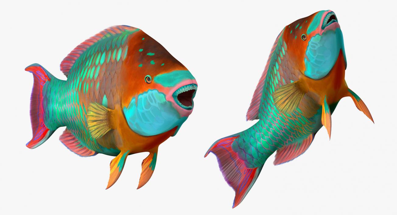 Fishes 3D Models Collection 4 3D model