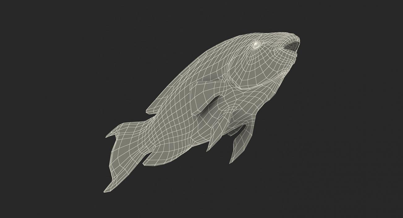 Fishes 3D Models Collection 4 3D model