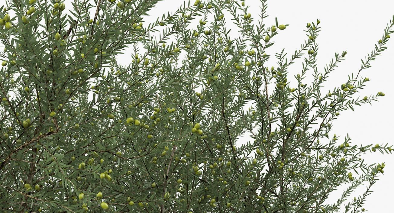 Olive Tree With Olives 3D