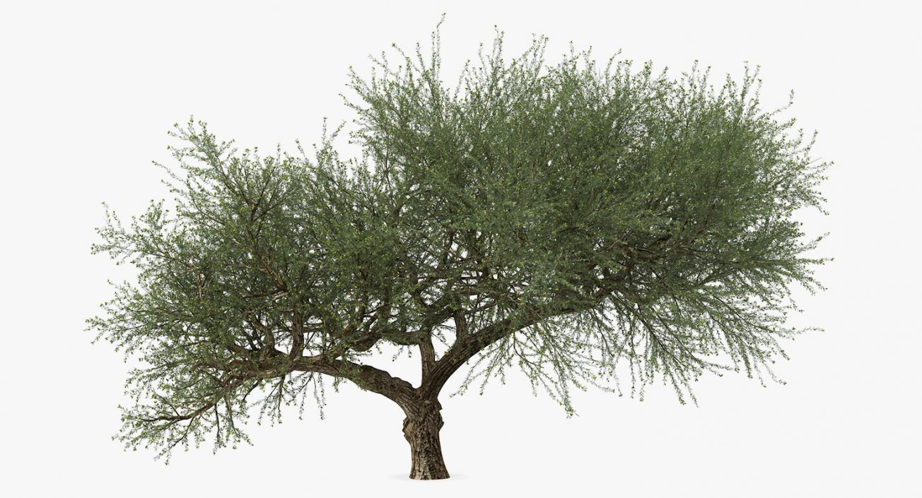 Olive Tree With Olives 3D