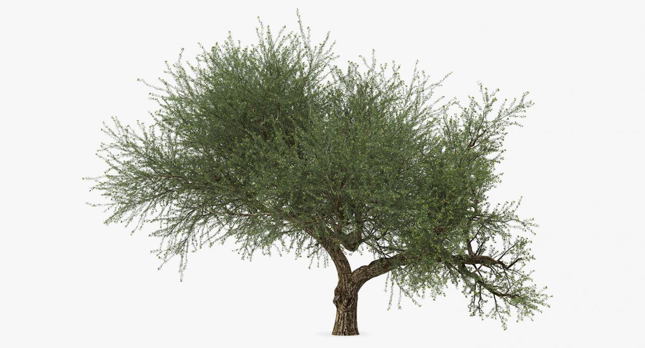 Olive Tree With Olives 3D