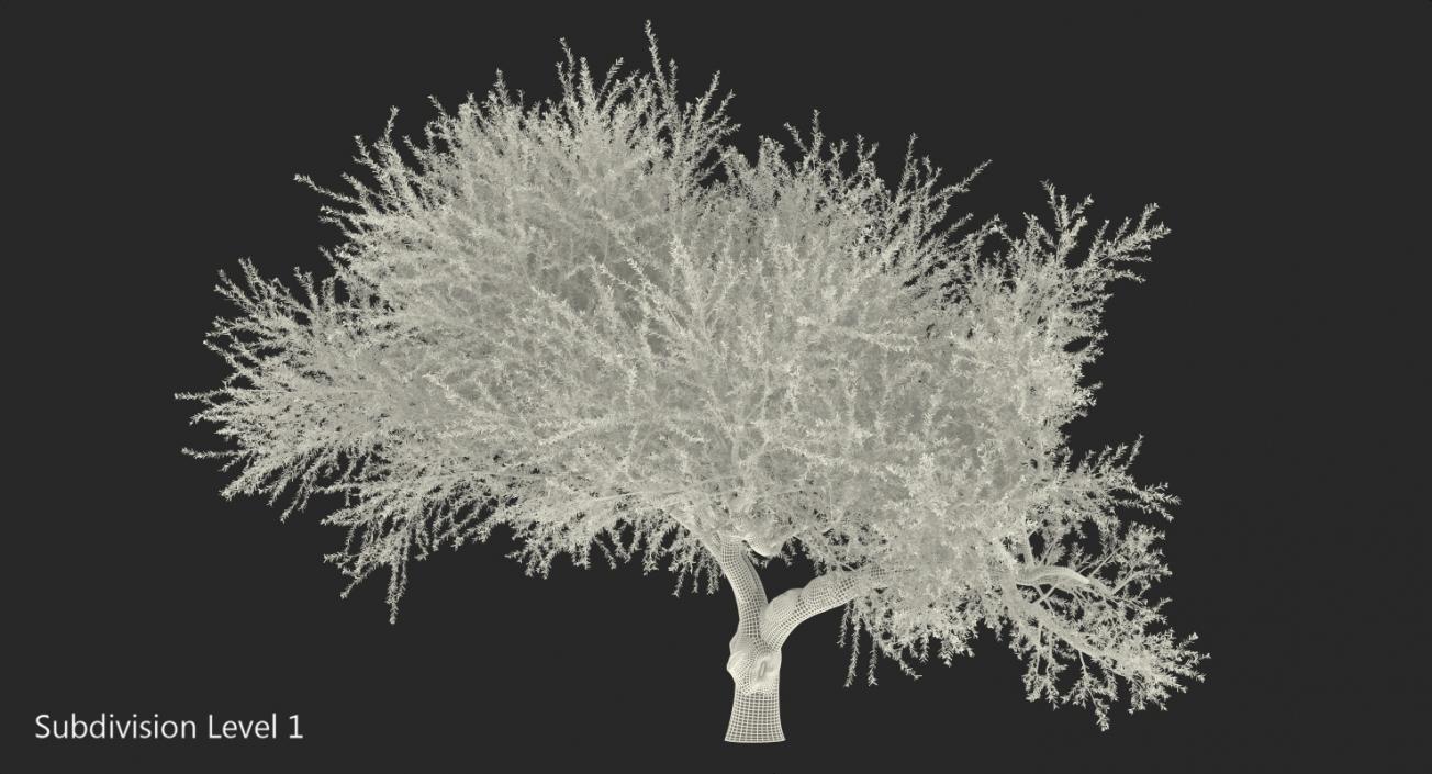 Olive Tree With Olives 3D