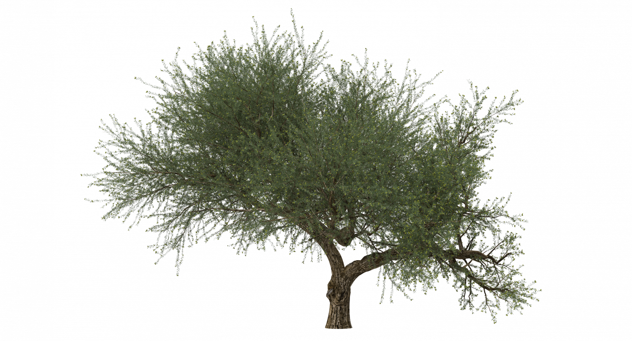 Olive Tree With Olives 3D