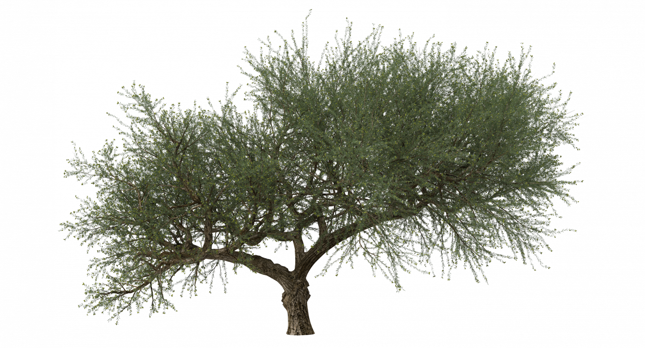 Olive Tree With Olives 3D