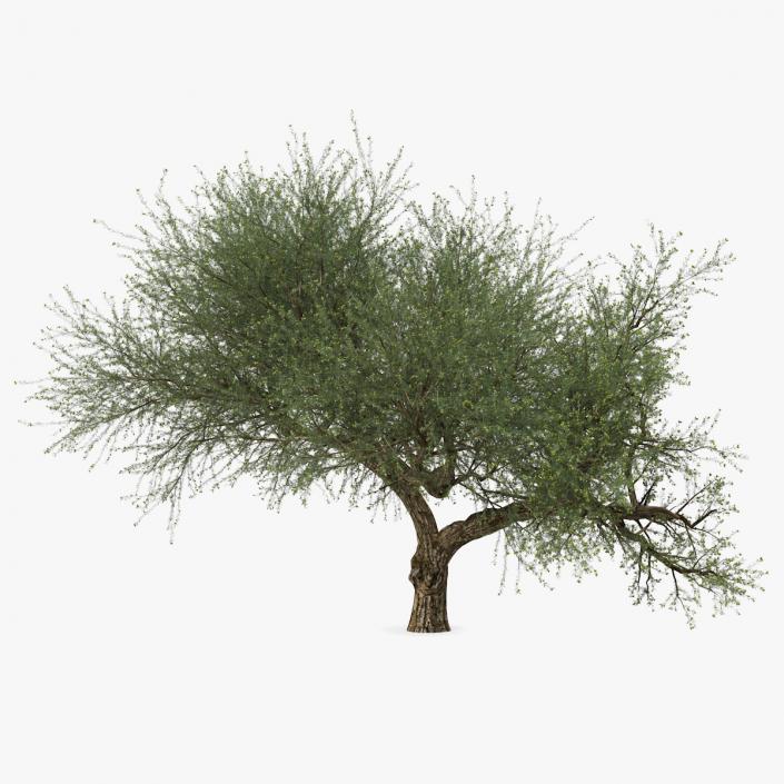 Olive Tree With Olives 3D