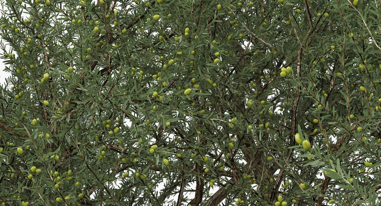 Olive Tree With Olives 3D