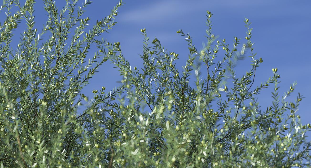 Olive Tree With Olives 3D