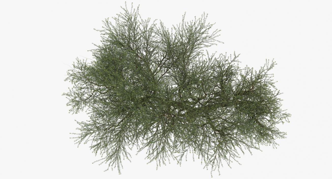 Olive Tree With Olives 3D