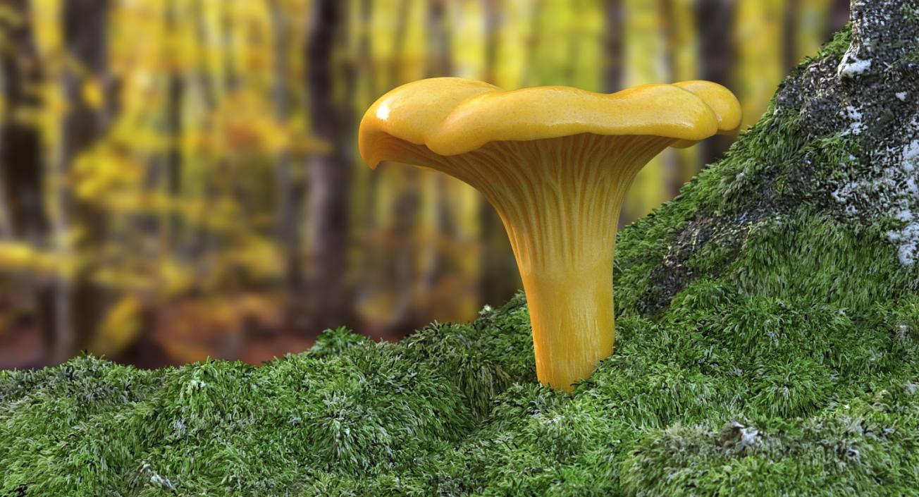 3D model Chanterelle Mushroom