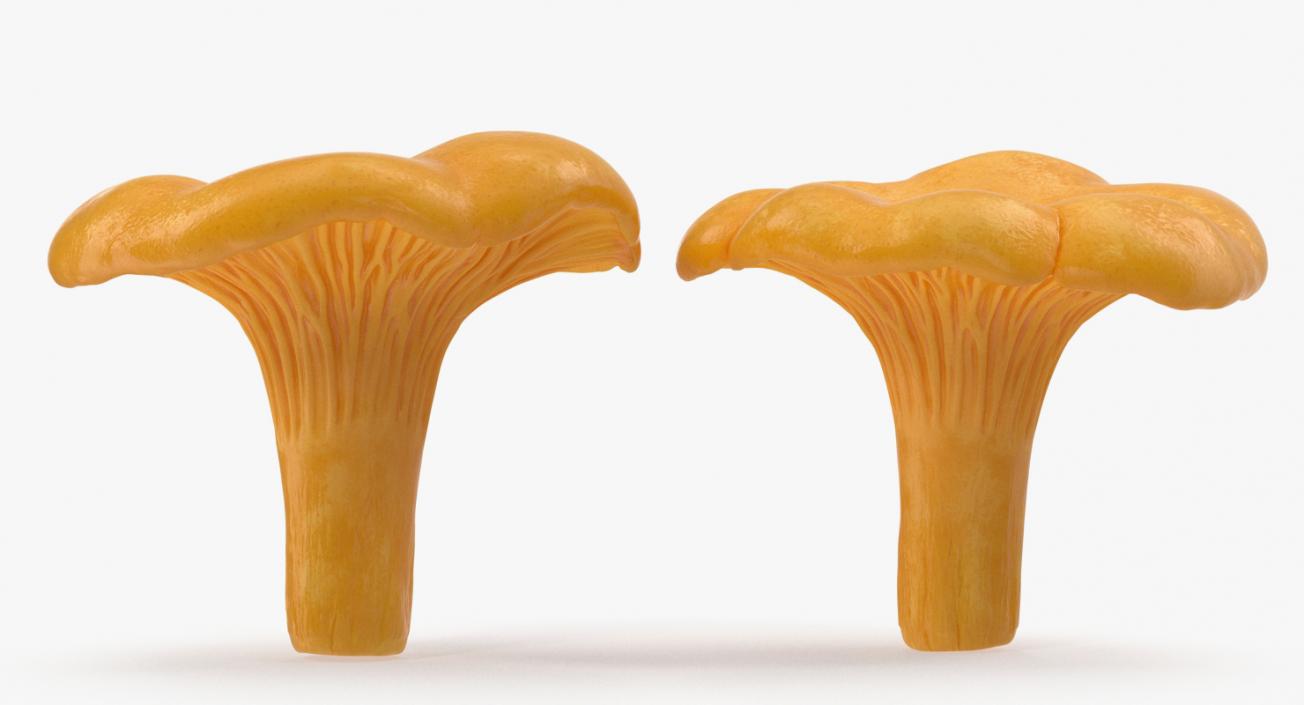 3D model Chanterelle Mushroom