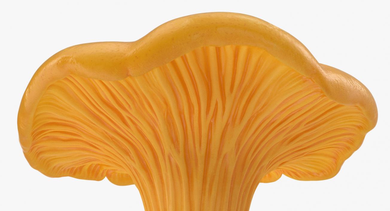 3D model Chanterelle Mushroom