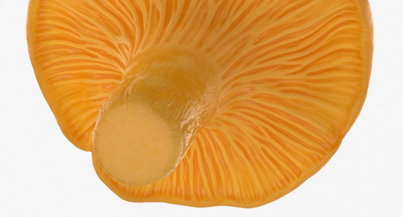 3D model Chanterelle Mushroom