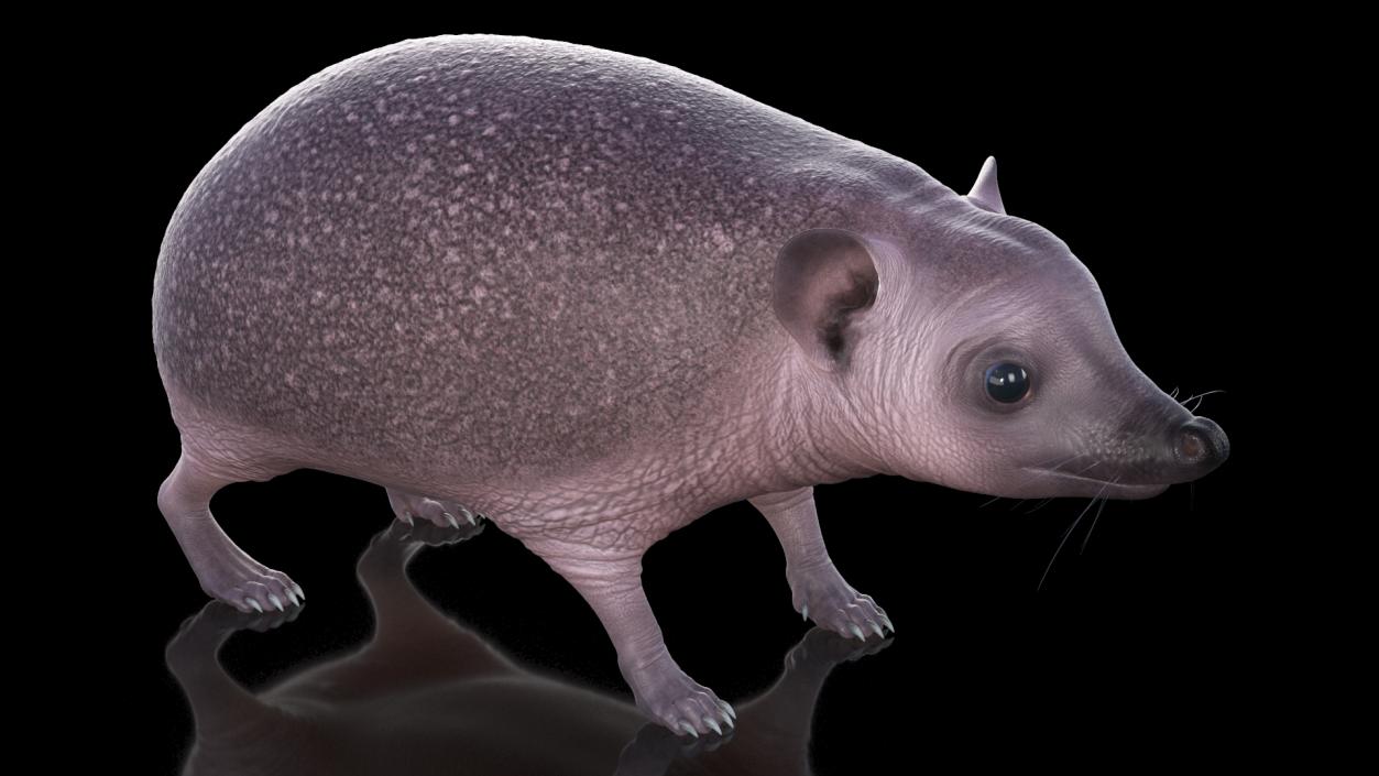 Hedgehog Bald Rigged for Maya 3D model