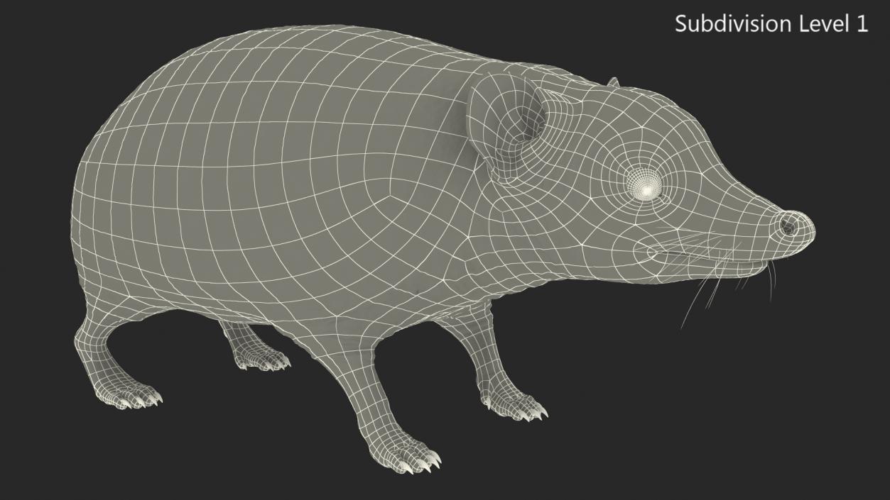 Hedgehog Bald Rigged for Maya 3D model