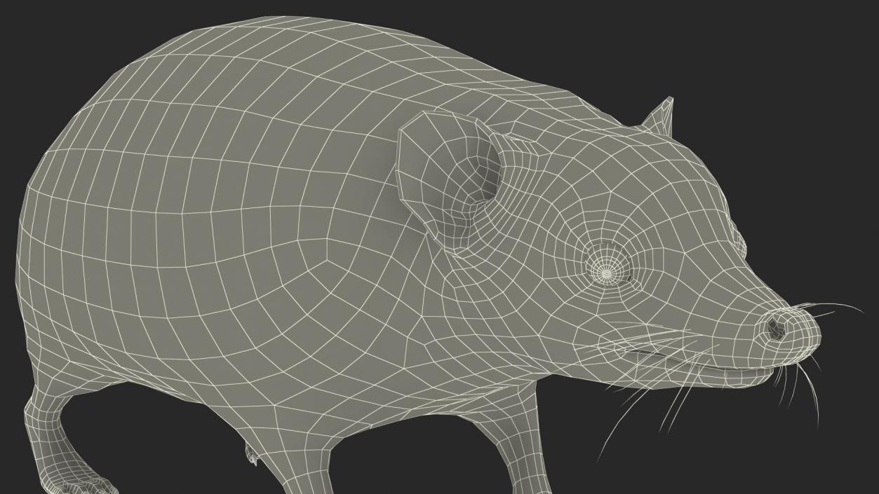 Hedgehog Bald Rigged for Maya 3D model