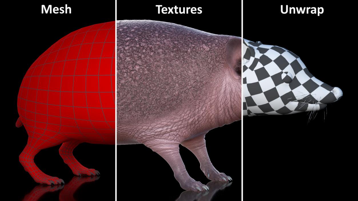 Hedgehog Bald Rigged for Maya 3D model