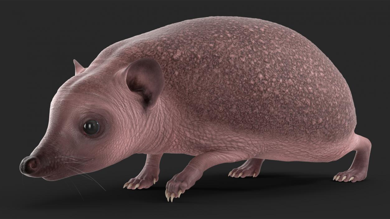 Hedgehog Bald Rigged for Maya 3D model