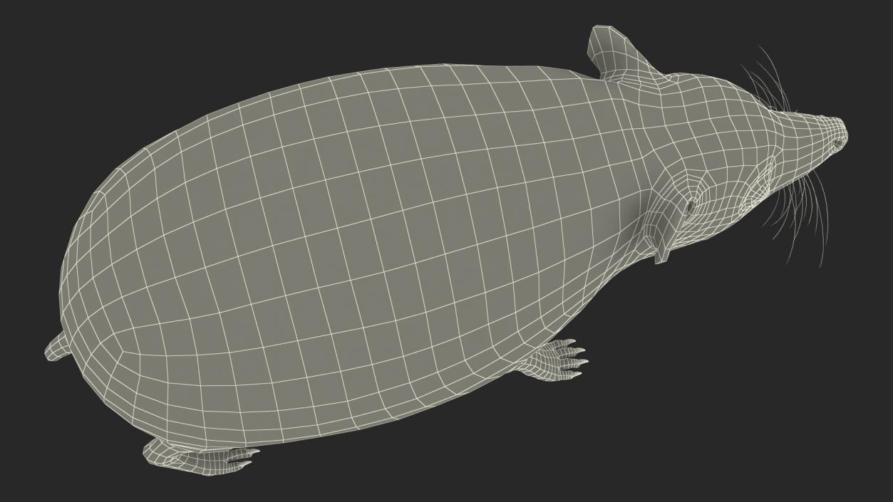 Hedgehog Bald Rigged for Maya 3D model