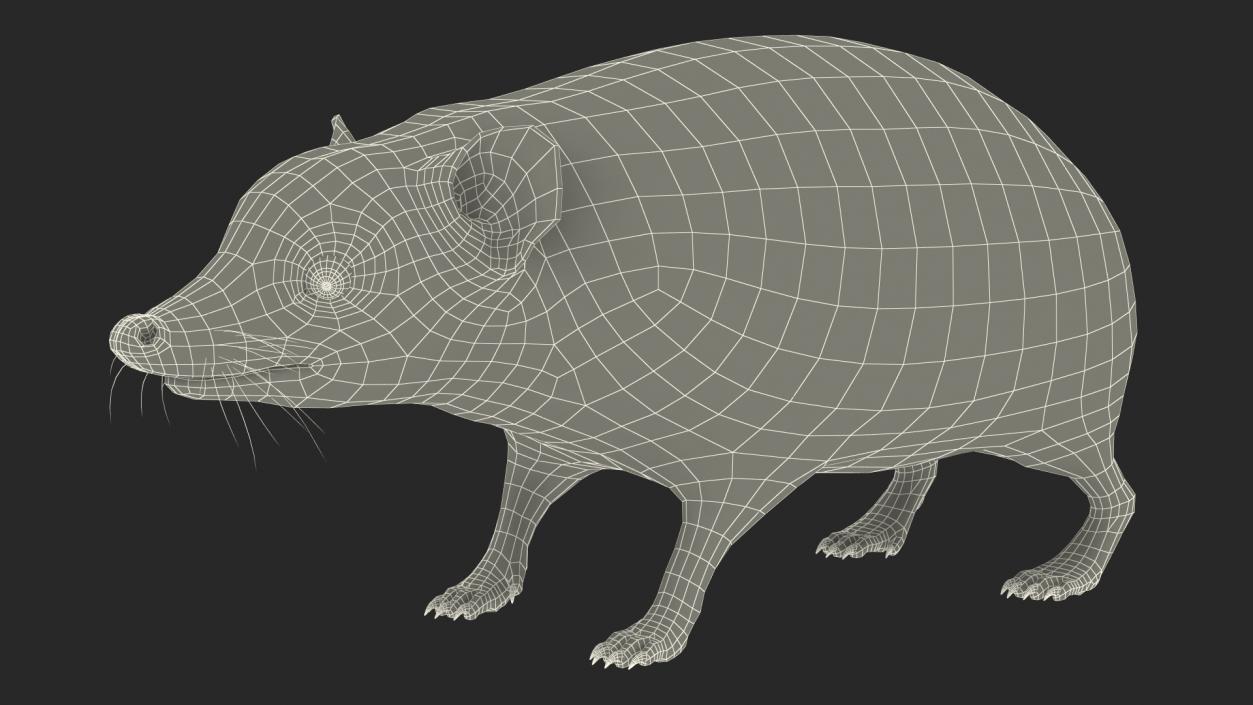 Hedgehog Bald Rigged for Maya 3D model