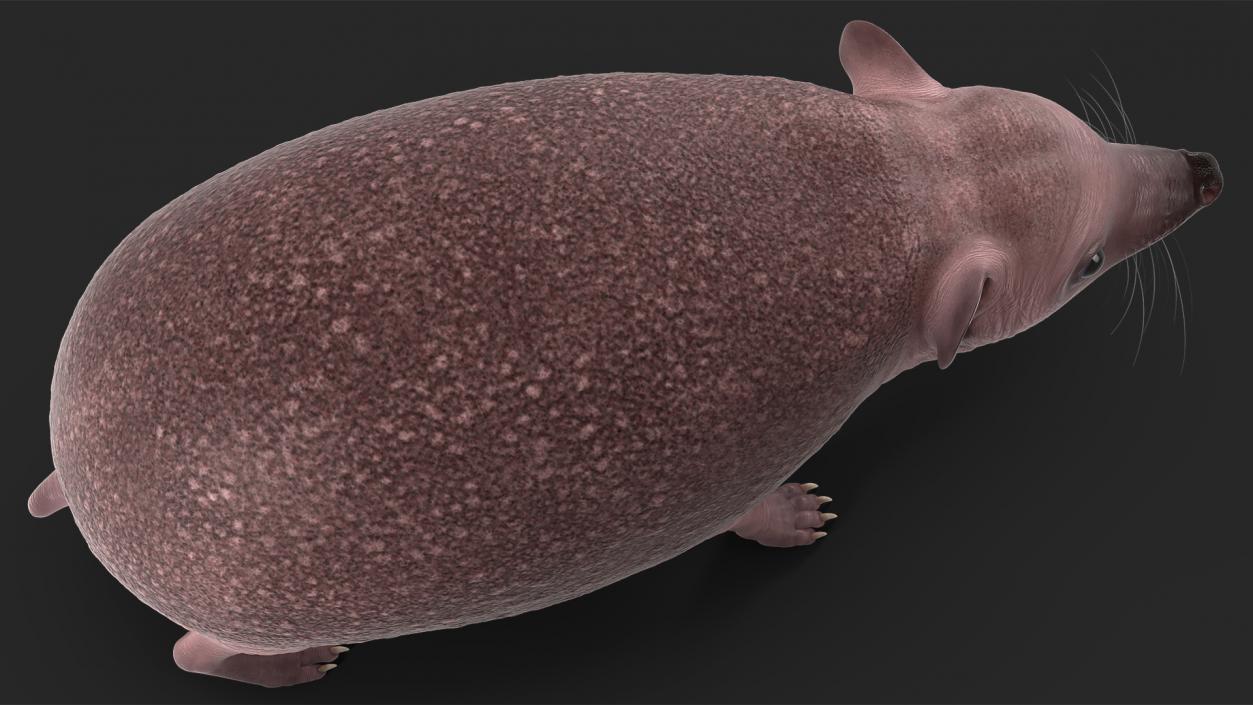 Hedgehog Bald Rigged for Maya 3D model