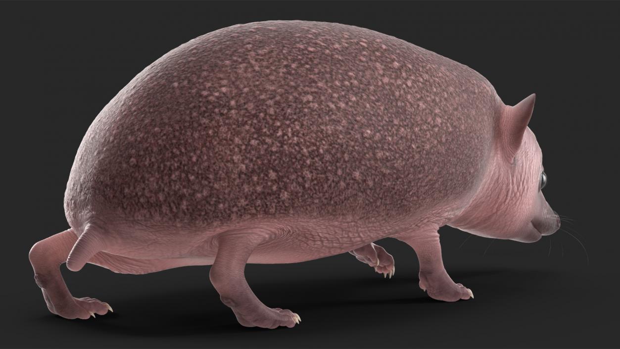 Hedgehog Bald Rigged for Maya 3D model