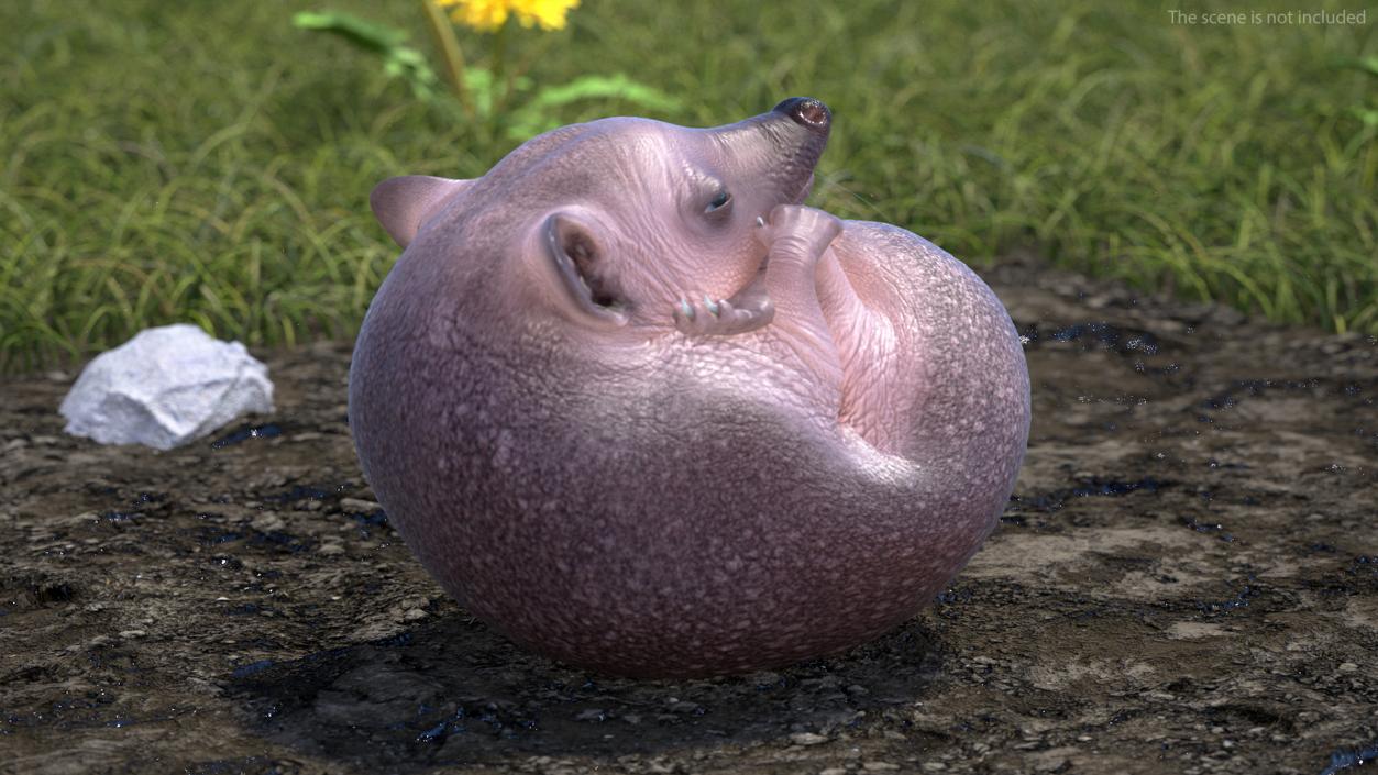 Hedgehog Bald Rigged for Maya 3D model