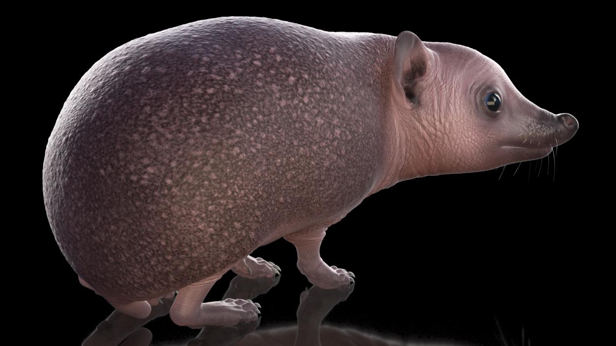 Hedgehog Bald Rigged for Maya 3D model