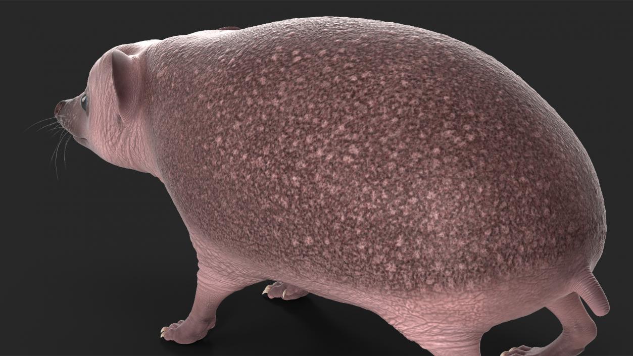 Hedgehog Bald Rigged for Maya 3D model