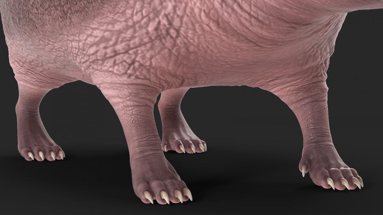 Hedgehog Bald Rigged for Maya 3D model