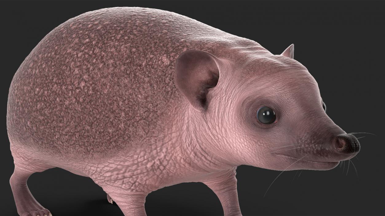 Hedgehog Bald Rigged for Maya 3D model