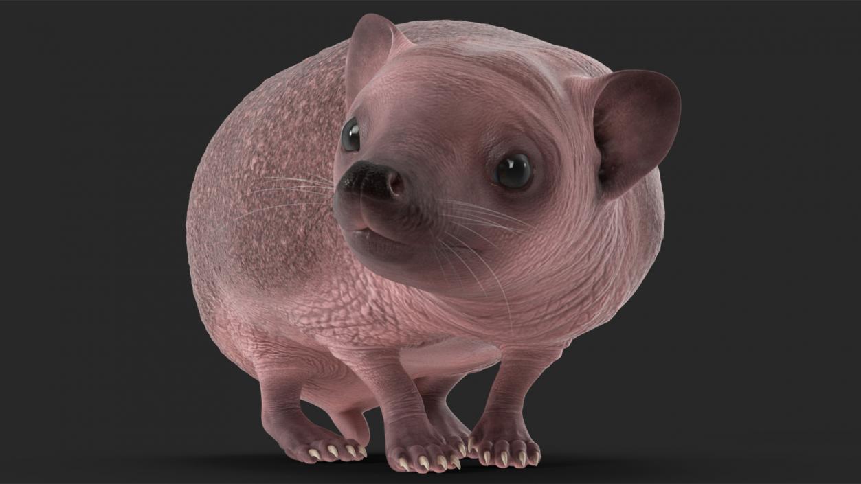 Hedgehog Bald Rigged for Maya 3D model