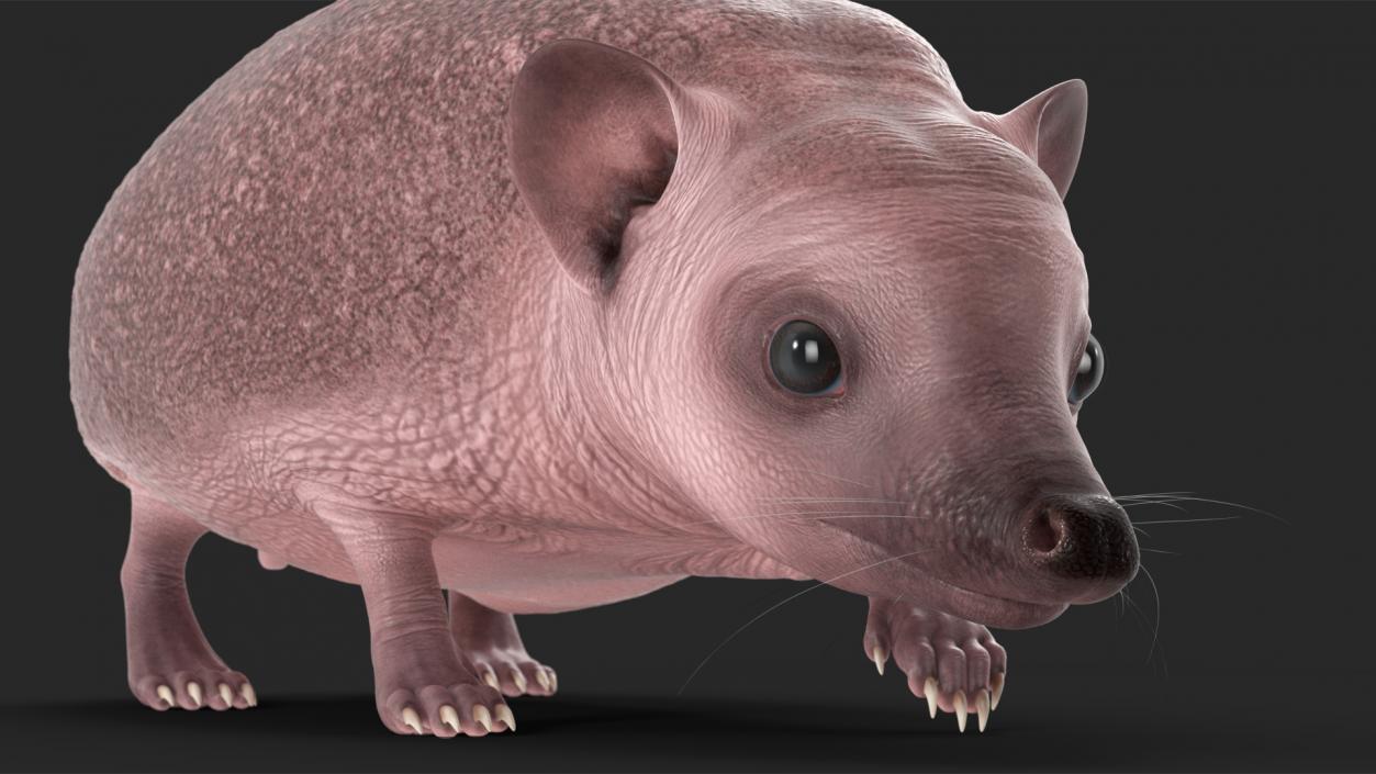 Hedgehog Bald Rigged for Maya 3D model