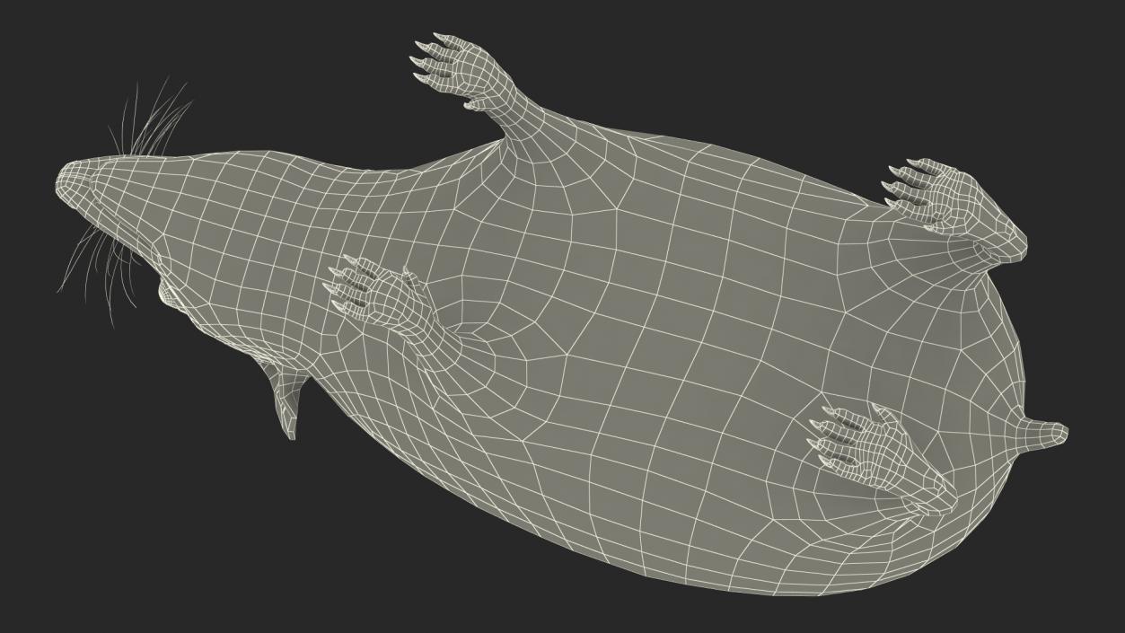 Hedgehog Bald Rigged for Maya 3D model