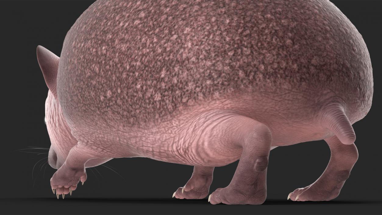 Hedgehog Bald Rigged for Maya 3D model