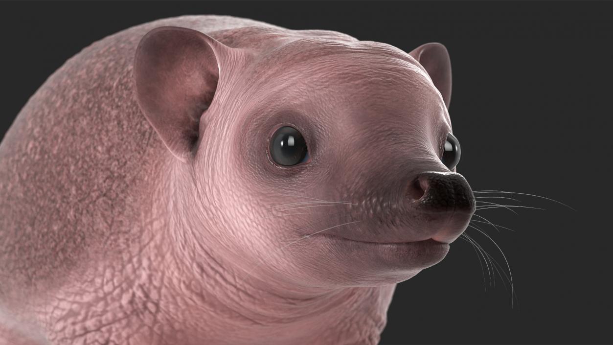 Hedgehog Bald Rigged for Maya 3D model