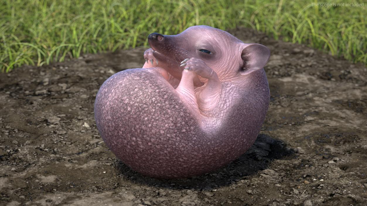 Hedgehog Bald Rigged for Maya 3D model