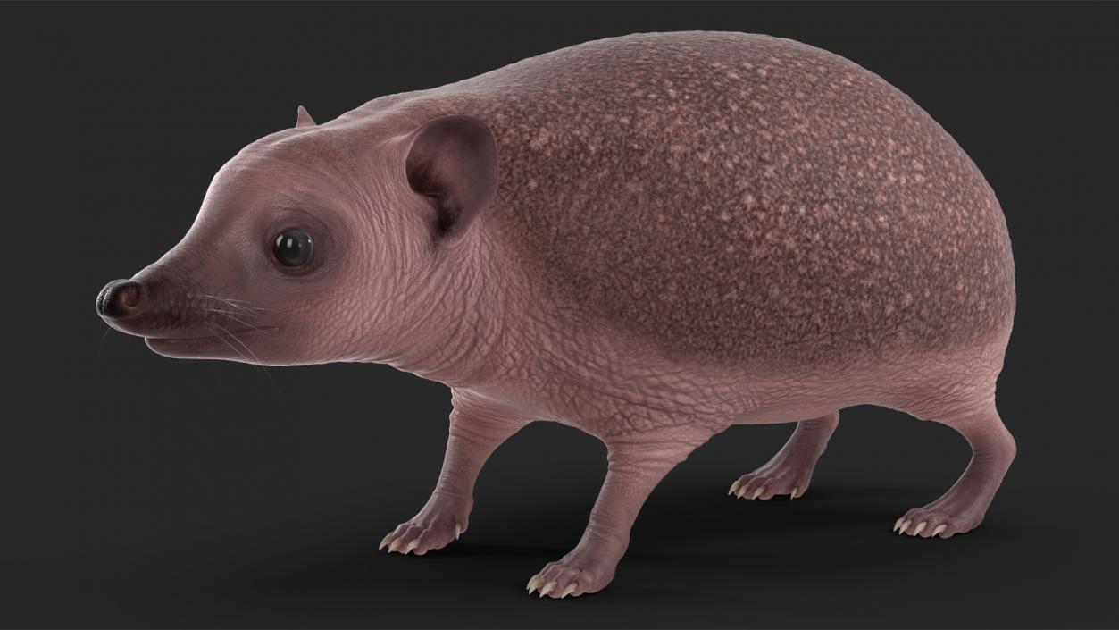 Hedgehog Bald Rigged for Maya 3D model