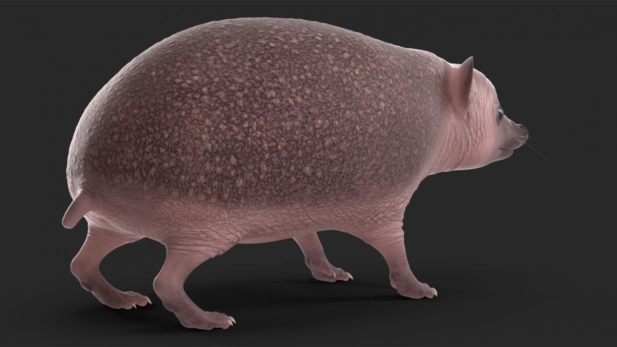 Hedgehog Bald Rigged for Maya 3D model