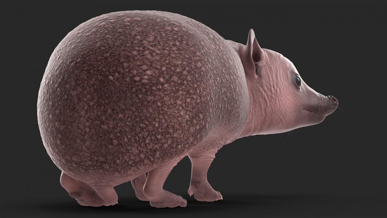 Hedgehog Bald Rigged for Maya 3D model