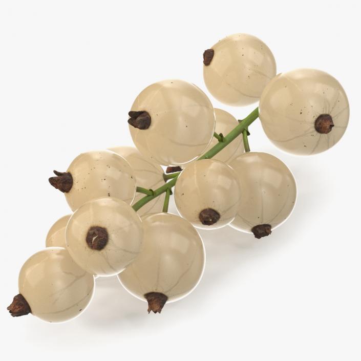 3D White Currant Berries Branch model