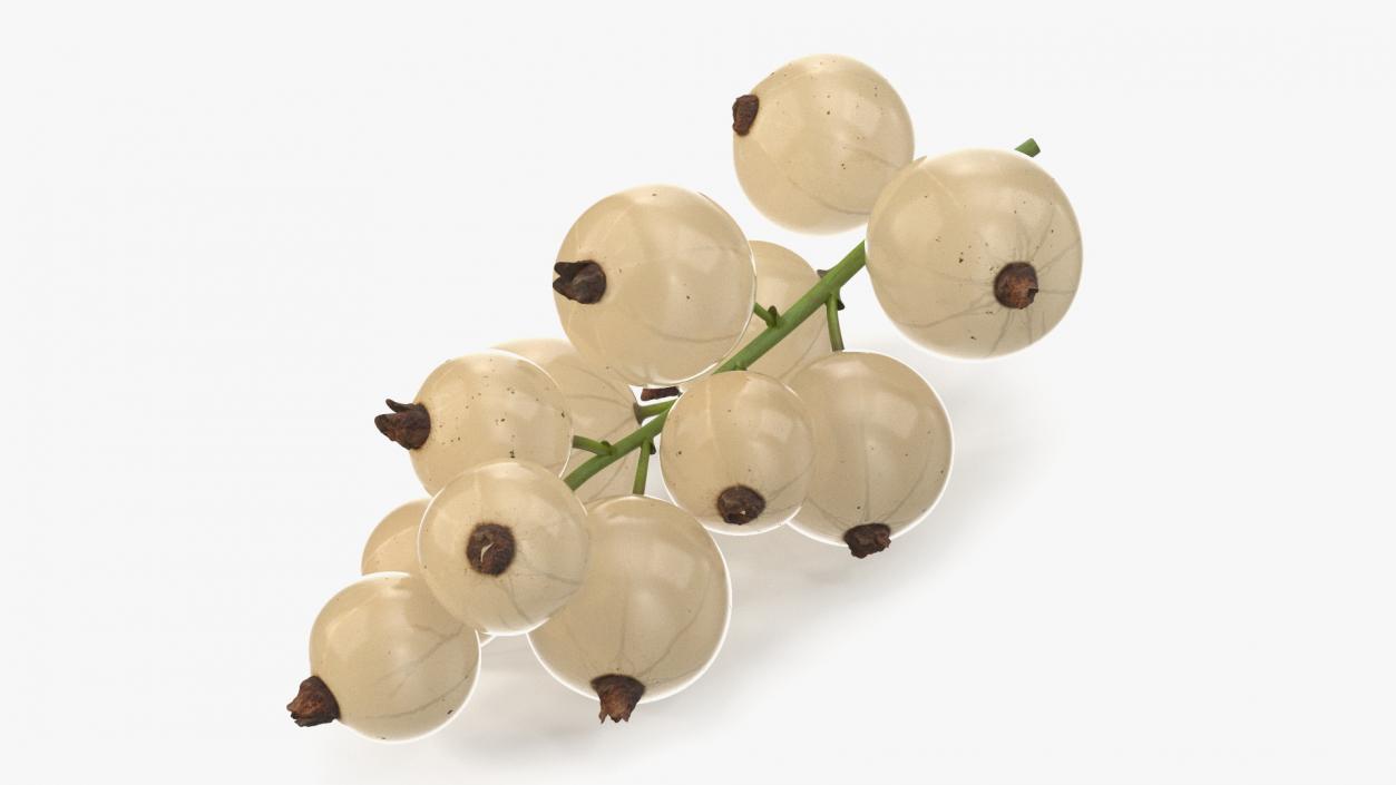 3D White Currant Berries Branch model