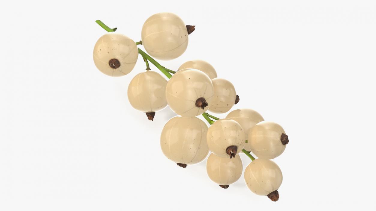 3D White Currant Berries Branch model