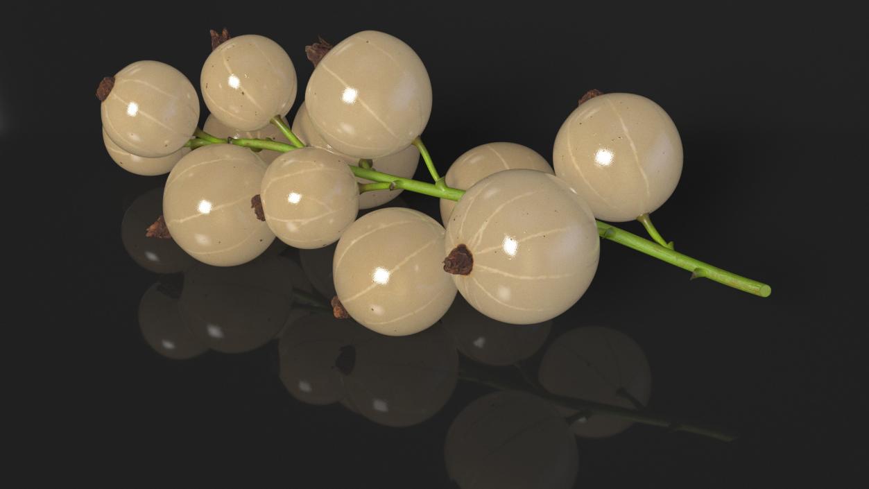 3D White Currant Berries Branch model