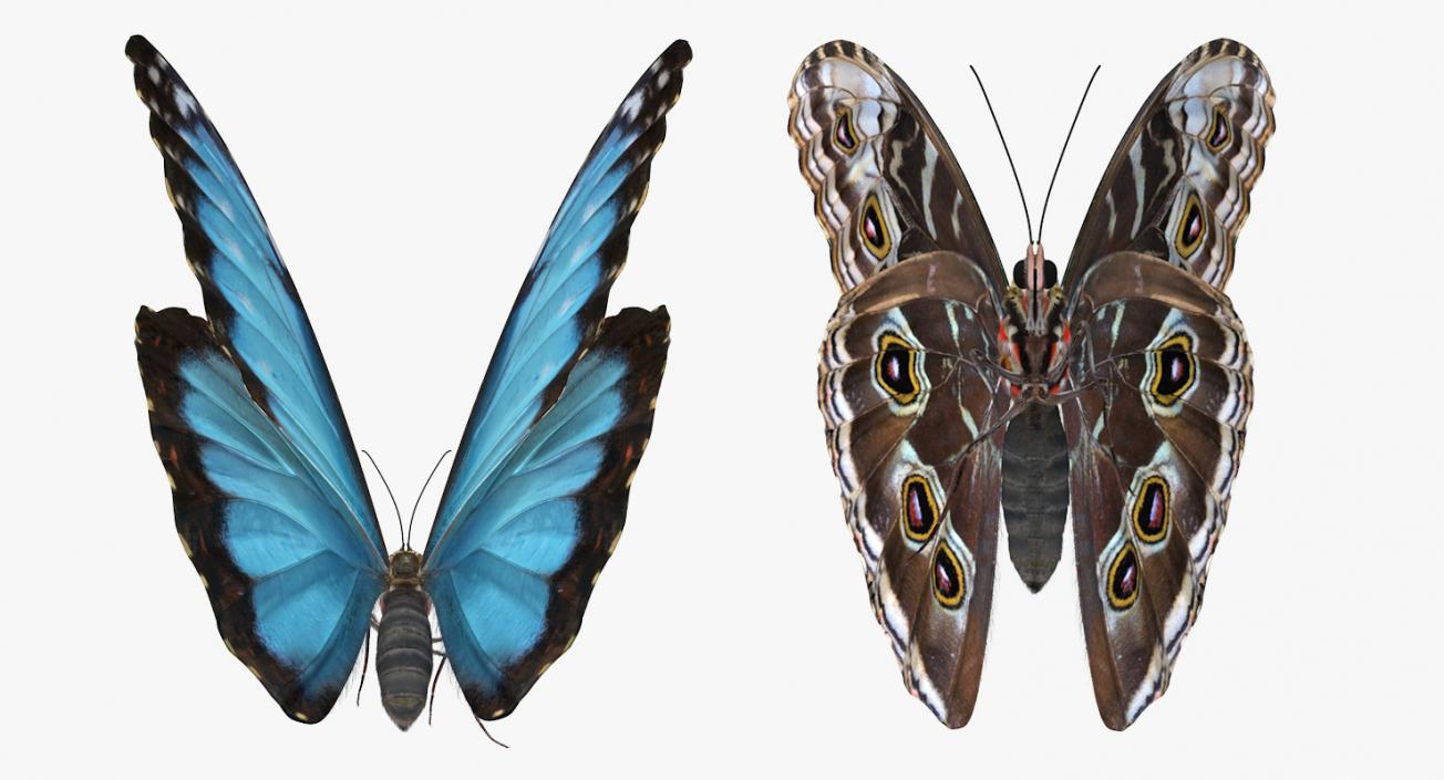 Peleides Blue Morpho Butterfly with Fur 3D model