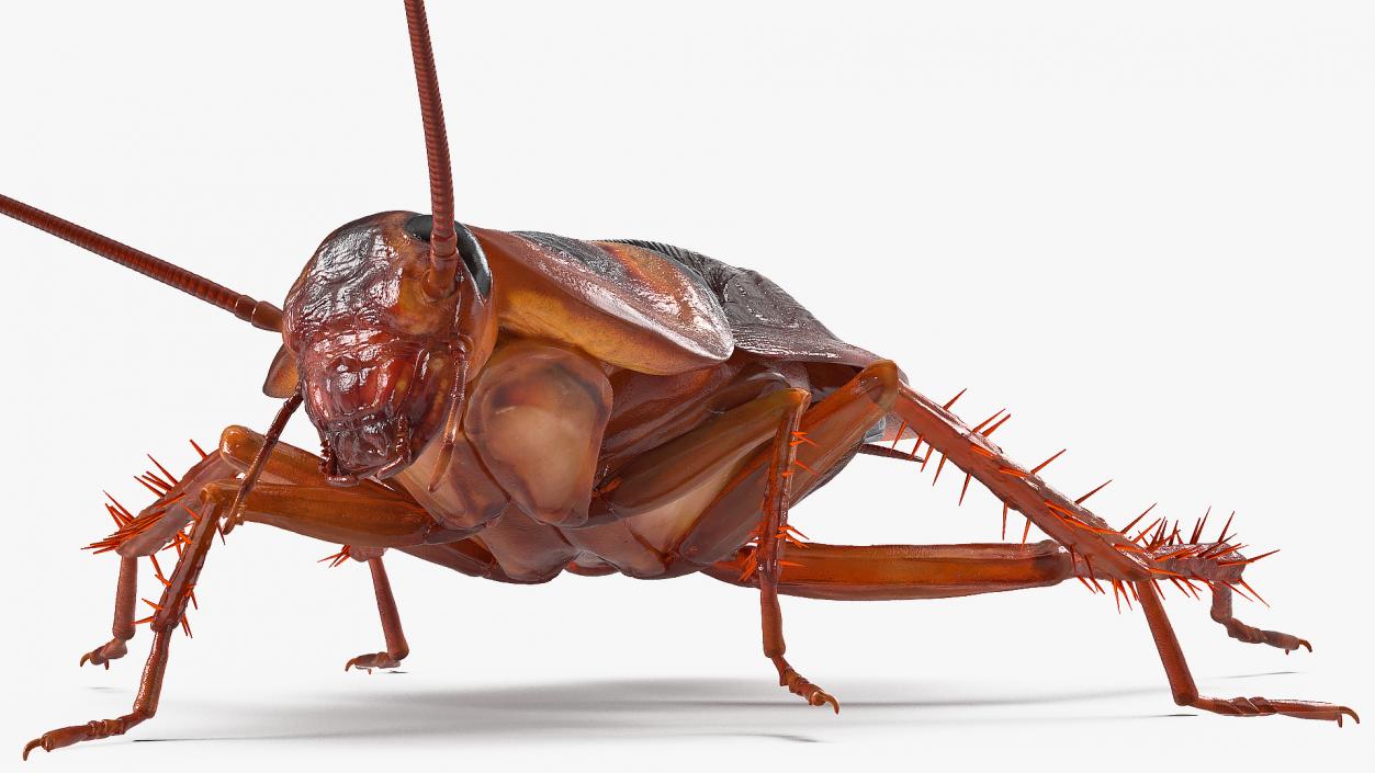 Animated Cockroach Creeps Rigged 3D