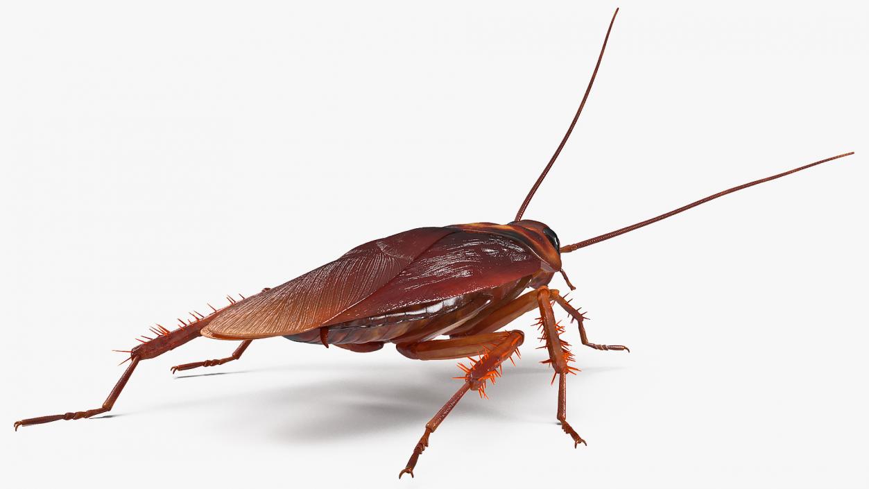 Animated Cockroach Creeps Rigged 3D